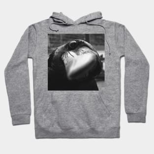 Raven Hoodie